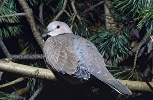 Images Dated 9th December 2010: Spotted Dove / Spotted Turtle Dove / Chinese Turtle Dove