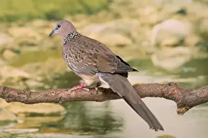 Doves Prints: Spotted Dove / Spotted Turtle Dove / Chinese Turtle Dove