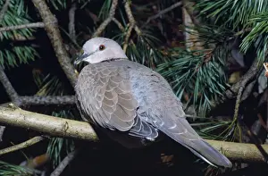 Spotted Dove / Spotted Turtle Dove / Chinese Turtle Dove