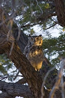 Images Dated 16th October 2005: Spotted Eagle-Owl - Adult on roost in early morning. Preys on small mammals, birds, reptiles