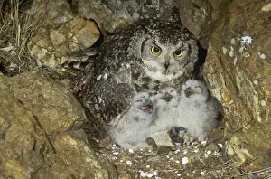 Spotted Eagle Owl - with chicks at nest