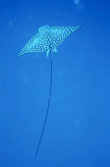 Spotted Eagle Ray