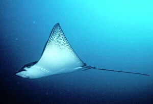 Fish Collection: Spotted Eagle Ray Galapagos