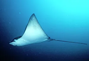 Images Dated 16th September 2005: Spotted Eagle Ray Galapagos