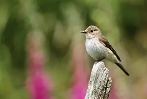 Spotted Flycatcher