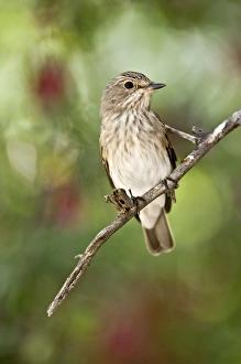 Images Dated 2nd March 2008: Spotted flycatcher - On branch - Kalahari - Botswana