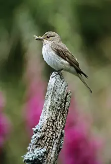 Flycatchers Prints: Spotted Flycatcher - with insect in beak
