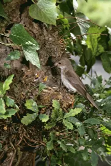 Hedgerows Prints: Spotted Flycatcher JAB 59 Young in nest Muscicapa striata © J. A. Bailey ARDEA LONDON