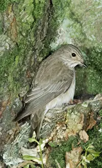 Flycatcher Prints: Spotted Flycatcher - at nest