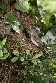 Spotted FLYCATCHER - at nest in oak tree with chicks