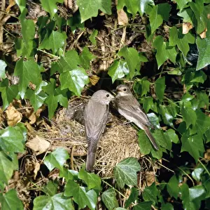 Flycatcher Prints: Spotted Flycatcher - pair at nest