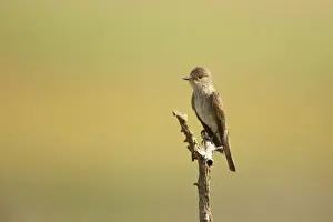 Flycatchers Prints: Spotted Flycatcher - On perch Muscicapa striata Hungary BI016428