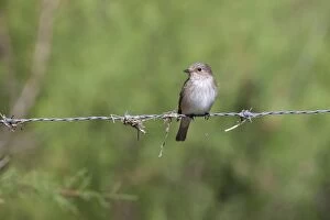 Spotted Flycatcher - single adult perching on barbed wire fence