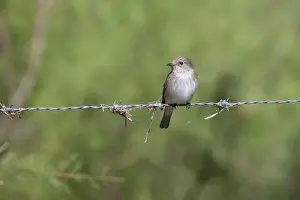 Flycatcher Prints: Spotted Flycatcher - single adult perching on barbed wire fence - Southern Spain