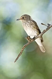 Spotted Flycatcher - Sitting on branch