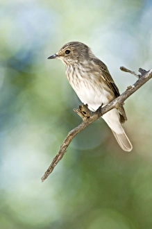 Images Dated 2nd March 2008: Spotted Flycatcher - Sitting on branch - Kalahari - Botswana