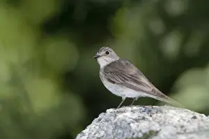 Passerines Prints: Spotted Flycatcher - on stone - Cornwall - UK