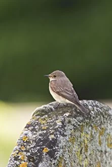 Flycatcher Gallery: Spotted Flycatcher on tombstone in Churchyard 17022