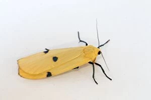 Butterflies And Moths Gallery: Four Spotted Footman Moth - female in summer