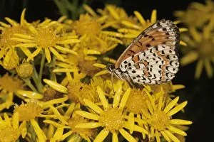 Fritillary Prints: Spotted Fritillary Butterfly - on Ragwort France
