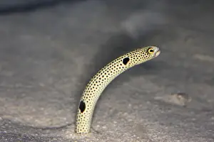 Eels Prints: Spotted Garden Eel. Vancouver aquarium. Canada