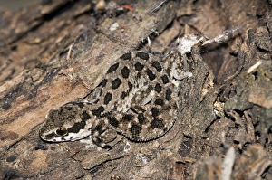 Images Dated 20th January 2011: Spotted Gecko - nocturnal terrestrial predator of insects and spiders - Endemic in southern