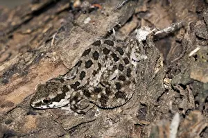 Gekkonidae Prints: Spotted Gecko - nocturnal terrestrial predator of insects and spiders - Endemic in southern