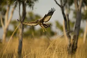 Spotted Harrier - This bird had seen prey on the ground and was about to drop onto it. Near Mt Barnett, Gibb River Road, Kimberley, Western Australia