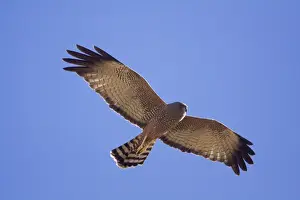 Harriers Prints: Spotted Harrier - At Fat Bullock Creek