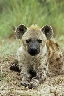 Hyaena Prints: Spotted Hyaena