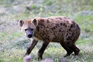Images Dated 11th August 2006: Spotted Hyaena
