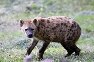 Spotted Hyaena
