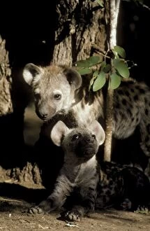 Spotted Hyaena - 2 different aged young at a mopane