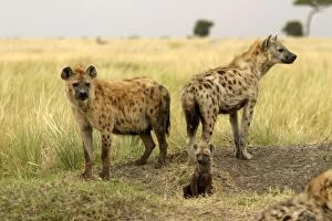 Spotted Hyaena - adults with cub