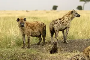 Hyaena Prints: Spotted Hyaena Adults with cub Maasai Mara, Africa