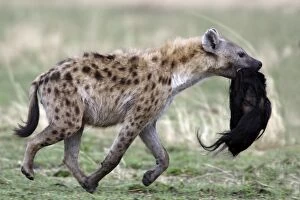Images Dated 22nd August 2004: Spotted Hyaena - carrying prey of wildebeest head
