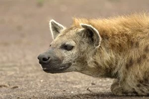 Images Dated 27th August 2004: Spotted Hyaena - close-up of head. Maasai Mara National Park - Kenya - Africa