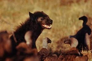 Images Dated 13th July 2004: Spotted Hyaena Compete with vultures over carcasses Moremi, Botswana, Africa
