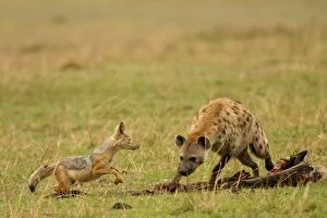 Images Dated 2nd September 2003: Spotted Hyaena - confronting Jackal by kill