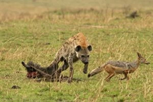 Images Dated 2nd September 2003: Spotted Hyaena - Confronting Jackal next to kill