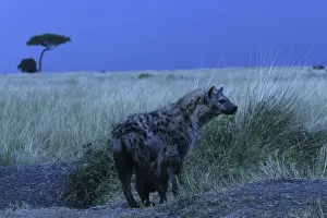 Hyaena Prints: Spotted Hyaena With cub Maasai Mara, Africa