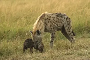 Hyaena Prints: Spotted Hyaena With cub in mouth Maasai Mara, Africa
