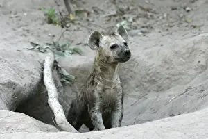 In Hole Prints: Spotted Hyaena - at den entrance. South Luangwa Valley National Park - Zambia - Africa