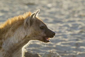 Spotted Hyaena - drinking at a waterhole - Kalahari