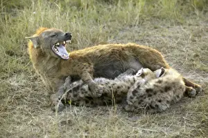 Hyaena Prints: Spotted Hyaena Feeding young Maasai Mara, Africa