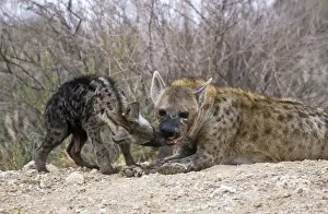 Hyaena Prints: Spotted Hyaena - female at den with cub. Kgalagadi Transfrontier Park South Africa