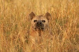 Images Dated 28th August 2004: Spotted Hyaena - amongst grass. Maasai Mara National Park - Kenya - Africa