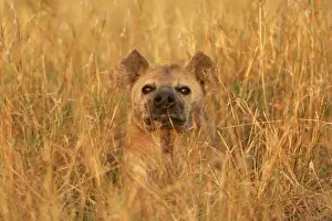 Hyaena Prints: Spotted Hyaena - amongst grass. Maasai Mara National Park - Kenya - Africa