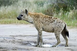 Images Dated 12th March 2008: Spotted Hyaena at Kousant waterhole. Occurs in sub-Saharan Africa excluding rain forest; absent