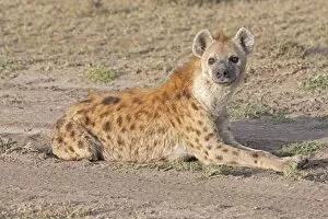 Images Dated 9th January 2009: Spotted Hyaena - Lying down on open savannah plains